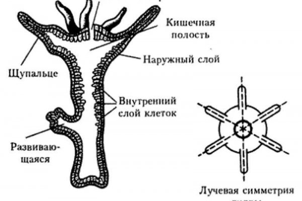 Актуальные ссылки кракен 2025